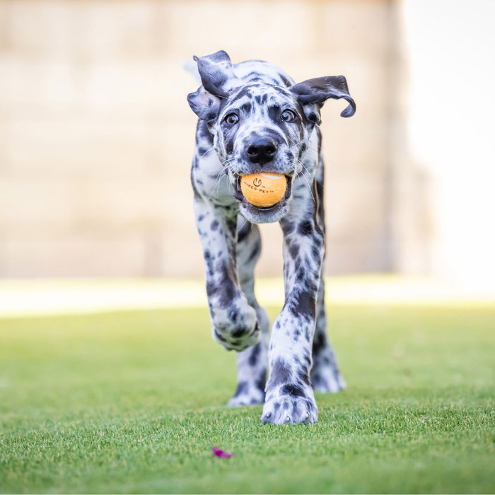 A spotted Great Dane puppy playfully runs across a green lawn with its ears flapping and a Hyperpet Mini Orange Tennis Ball in its mouth. The softly blurred background highlights the joy of small dogs enjoying safe, non-toxic toys.