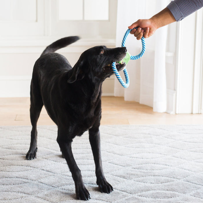 A black dog plays tug-of-war with a person, gripping a JW Pet JW Giggle Tug Dog Toy in its mouth while standing on a light-colored carpet.