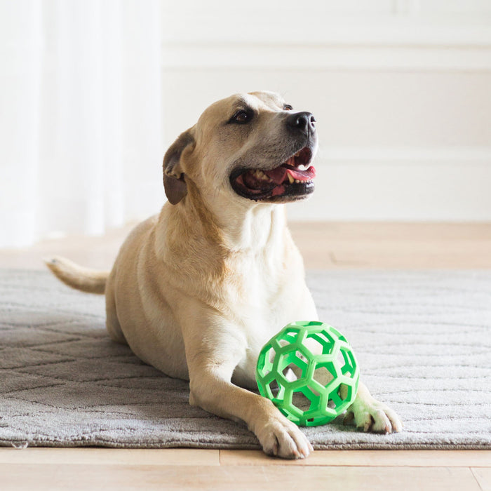 A happy tan dog lies on a gray rug indoors with a green JW Hol-ee Roller Dog Toy by JW Pet between its front paws, looking upward with its mouth open.