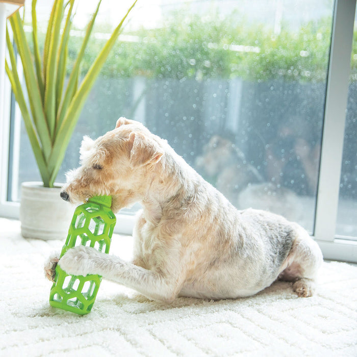 A light-colored, short-haired dog lies on a cream rug near a window, chewing on a green JW Hol-ee Water Bottle Dog Toy by JW Pet. A potted plant is in the background as natural light fills the room.
