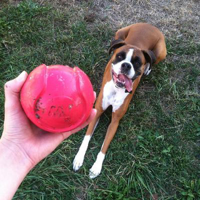 A brown and white dog sits on grass, looking excitedly at a person holding a dirty red JW Pet JW iSqueak Bouncin' Baseball in the foreground.