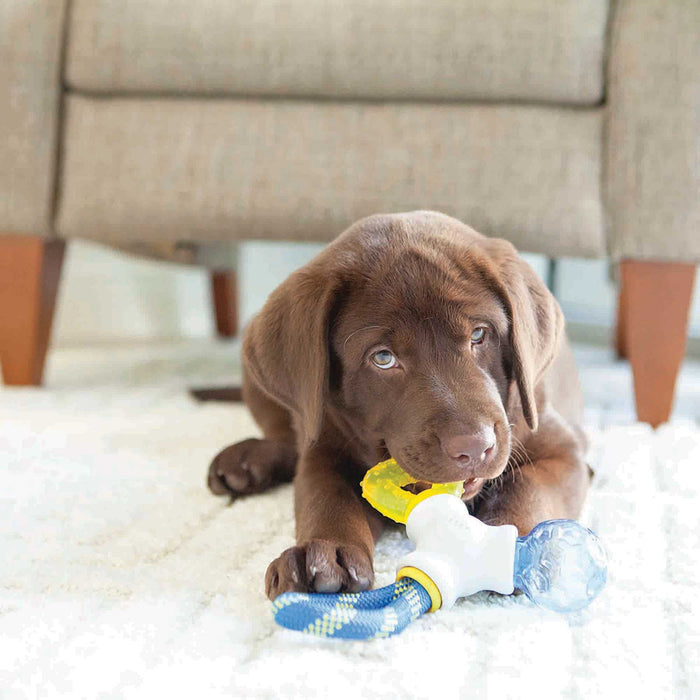 A chocolate Labrador puppy lies on a white rug, chewing on the JW Pet Puppy Connects Teething Chew Toy in blue and yellow. A beige couch with wooden legs can be seen in the background.