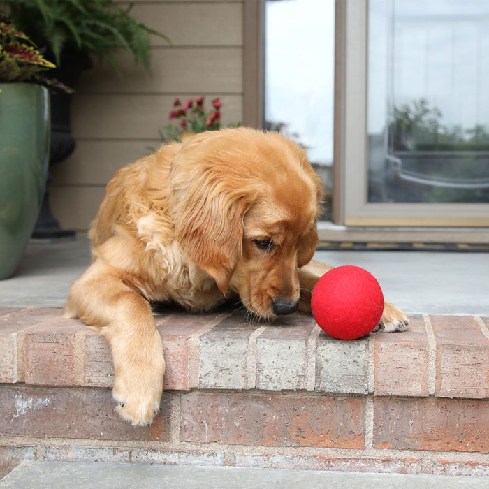 A golden retriever puppy lies on a brick porch, focused on a red JW Wool-ee Ball dog toy by JW Pet in front of its paws, with plants and a glass door visible in the background.