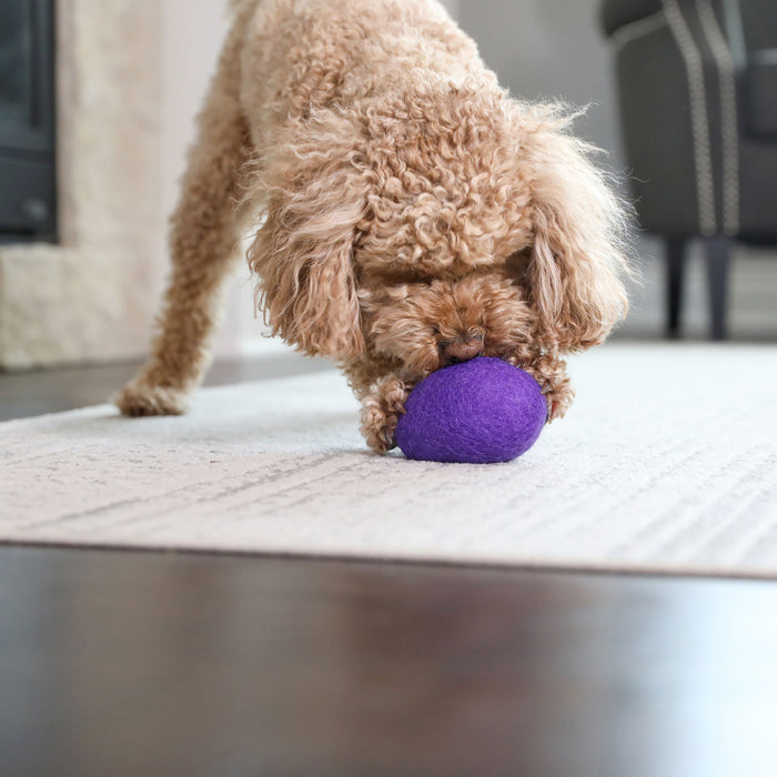 A curly-haired dog plays with a purple JW Wool-ee Football from JW Pet on a light-colored rug in a living room, with a chair and fireplace in the background.