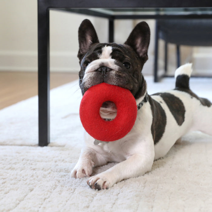 A black and white French Bulldog lies on a light rug, playfully holding the red JW Wool-ee Ring Dog Toy by JW Pet in its mouth and looking up. In the background, there’s a table and chair.