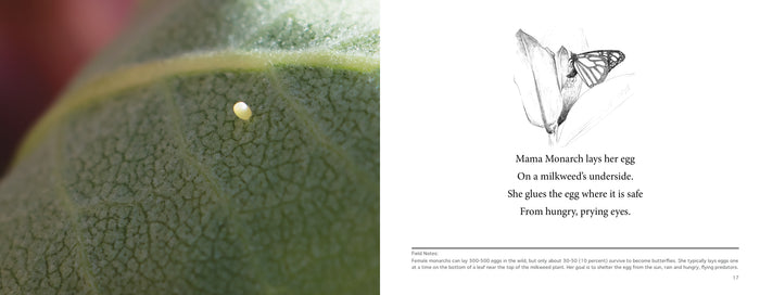 MIMI the Monarch, a children's science picture book. Learn about where monarchs lay their eggs.