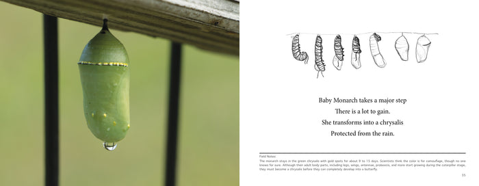 MIMI the Monarch, a children's science picture book. Learn about how a monarch turns into a chrysalis.