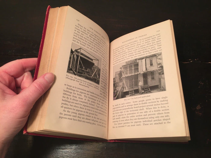 OUR DOMESTIC BIRDS Lessons in Aviculture John Robinson, First Edition 1913 RARE