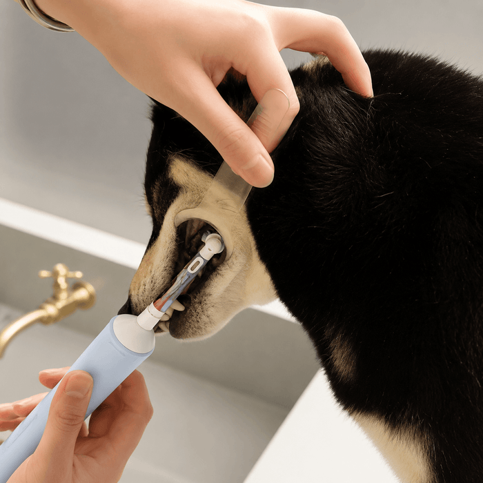Dog Dental Mouth Opener 2-Pack Fursera