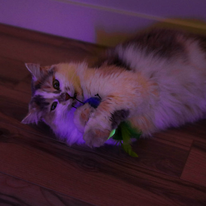 A fluffy cat lounges on a wooden floor under purple lighting, playfully biting a Quirky Kitty Glow Bugs glow in the dark cat toy with green feathers from the Quirky Kitty brand.