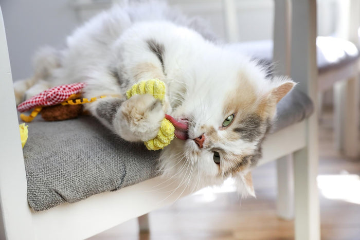 A fluffy white and gray cat lounges on a cushioned chair, licking a yellow plush toy from the Quirky Kitty Pasta Pals 3-Pack Cat Toy Set with Catnip, while other toys from the Quirky Kitty set are scattered nearby.